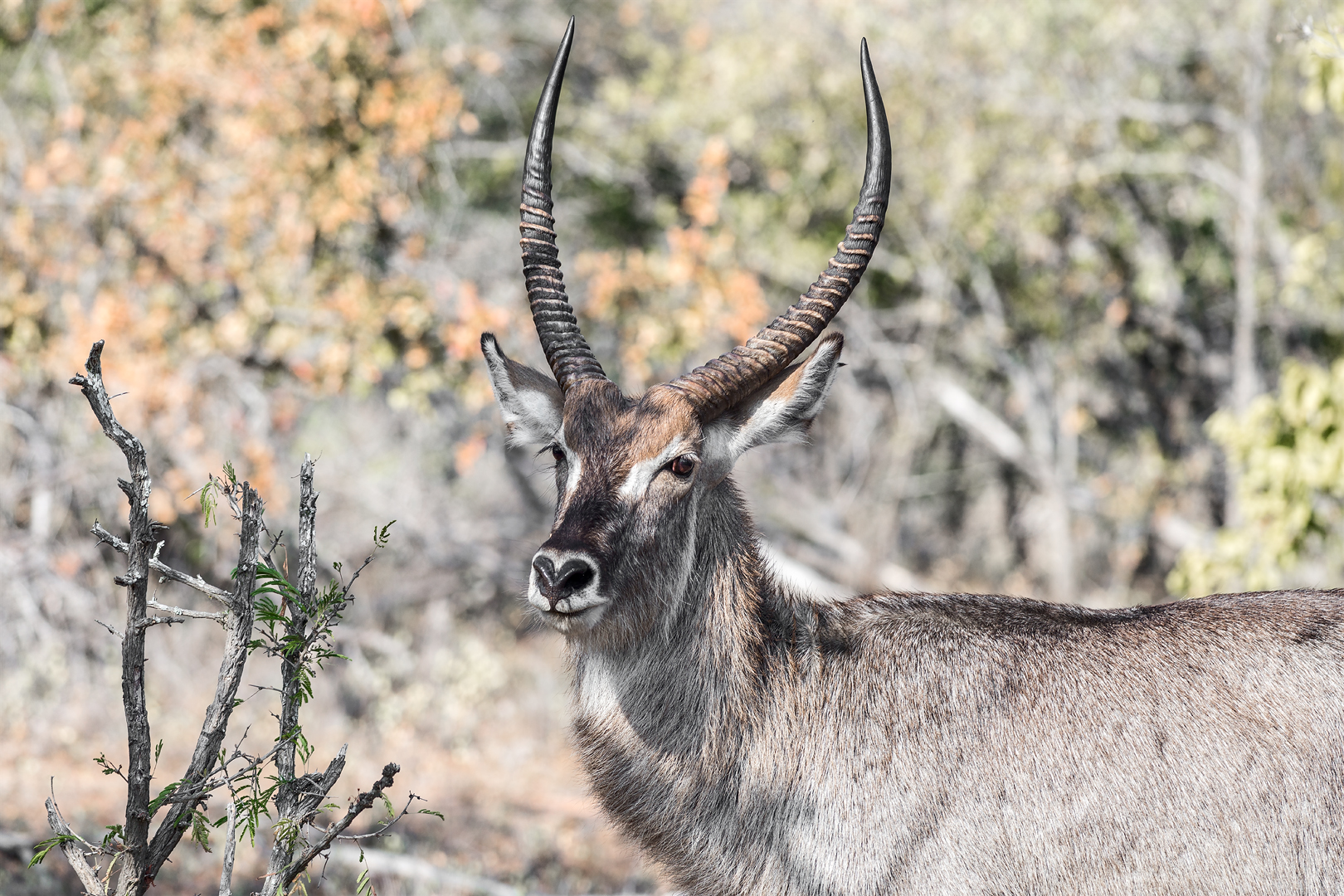 Kruger 047 copia